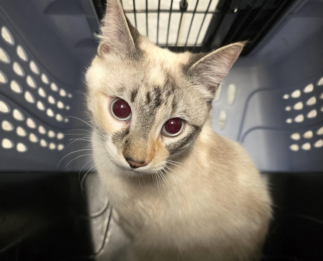 Mila - Female - Domestic SH