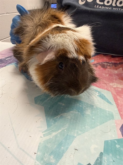 S’Mores - Female - Guinea Pig