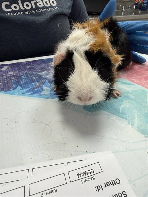 Rascal - Female - Guinea Pig