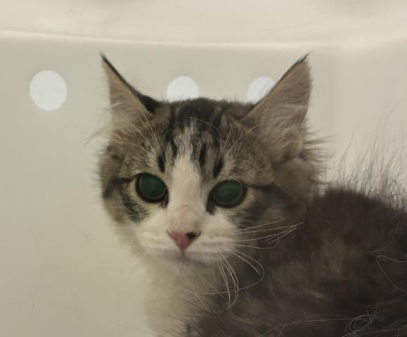  - Female - Domestic SH