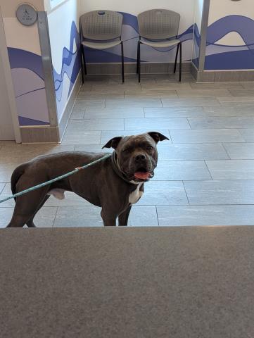  - Male - Pit Bull