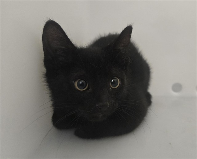 Water Lilly - Female - Domestic SH