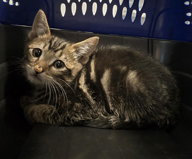 Jackson - Male - Domestic SH