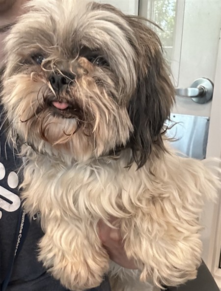  - Female - Shih Tzu