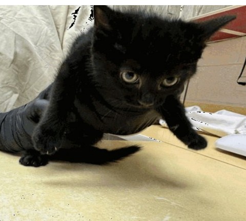 Ice Tea - Female - Domestic SH