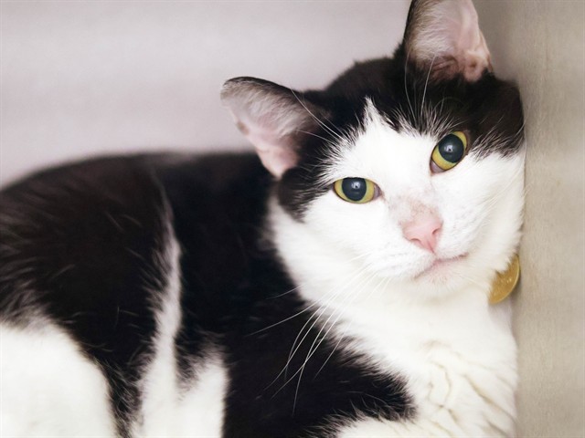 Ragner - Male - Manx