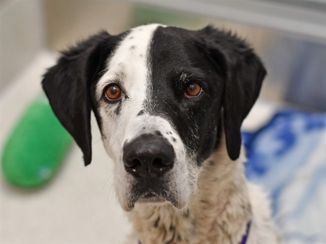 Capone - Male - Nonspecific