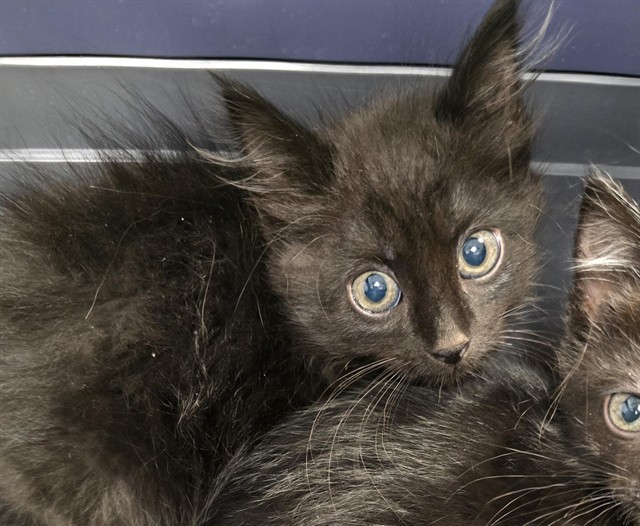 Paprika - Female - Domestic SH
