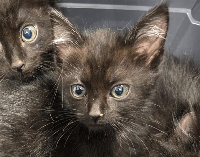 Cilantro - Male - Domestic SH