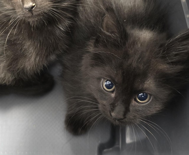 Basil - Male - Domestic SH