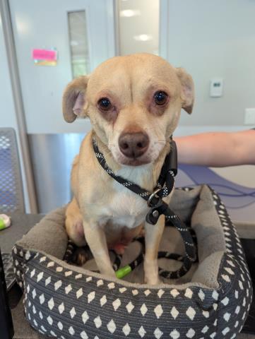Bradley - Male - Chihuahua-Mix