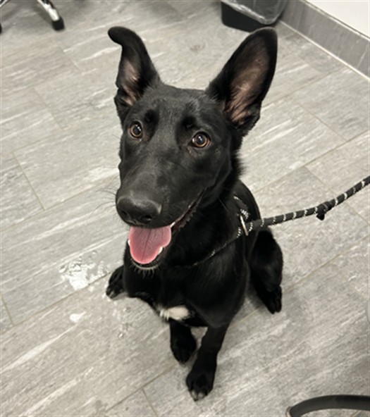  - Female - German Shepherd