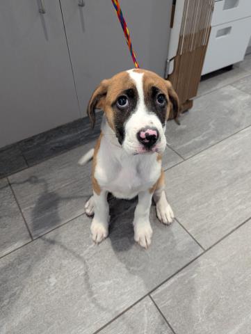  - Female - St Bernard-Mix