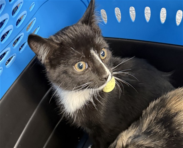 Jack - Male - Domestic SH