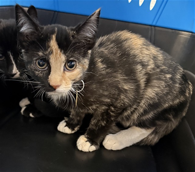 Jill - Female - Domestic SH