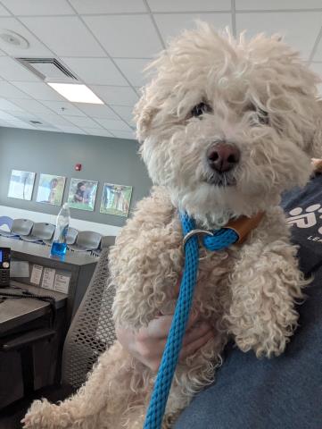  - Female - Miniature Poodle-Mix