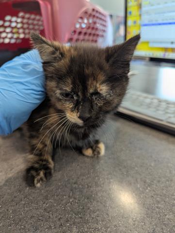  - Female - Domestic MH