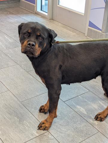  - Female - Rottweiler-Mix