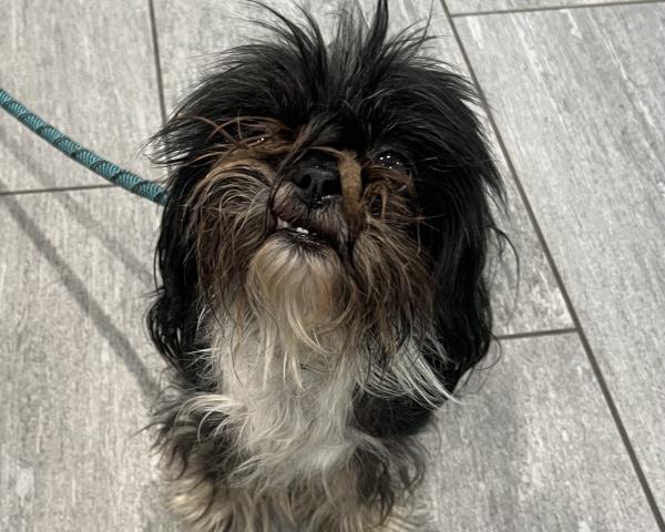  - Female - Shih Tzu