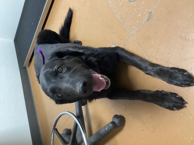  - Male - Labrador Retriever