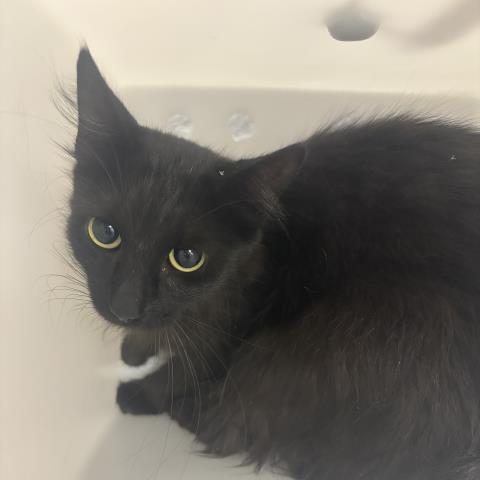 - Female - Domestic SH