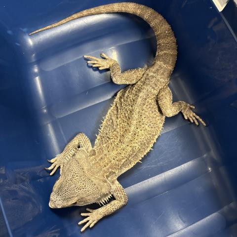  - Male - Lizard