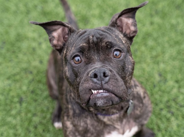 Rusty - Male - Boxer-Mix