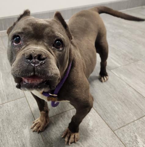  - Female - English Bulldog-Pit Bull