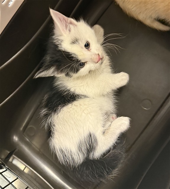  - Female - Domestic SH