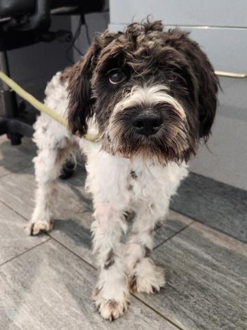 - Male - Miniature Schnauzer-Mix