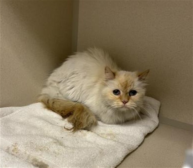  - Female - Domestic LH
