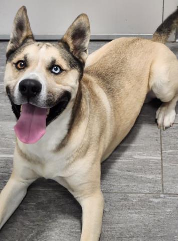  - Male - Siberian Husky-Mix