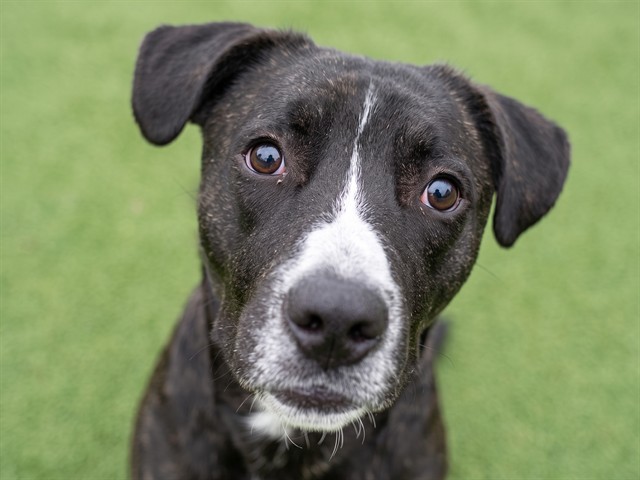 Boy - Male - Pit Bull-Mix