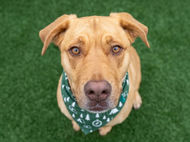 Cally - Female - Labrador Retriever
