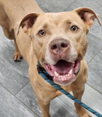  - Female - Pit Bull-Mix