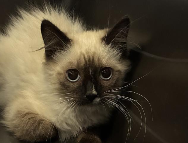  - Female - Domestic SH