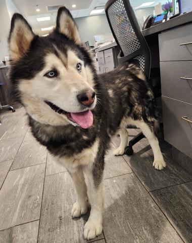  - Male - Alaskan Malamute-Mix