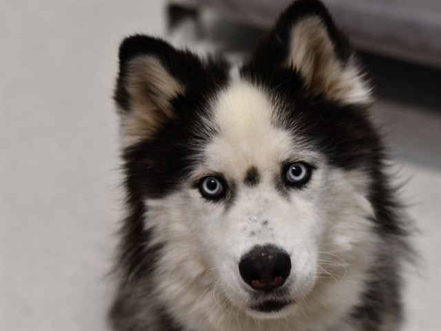 Amaya - Female - Siberian Husky