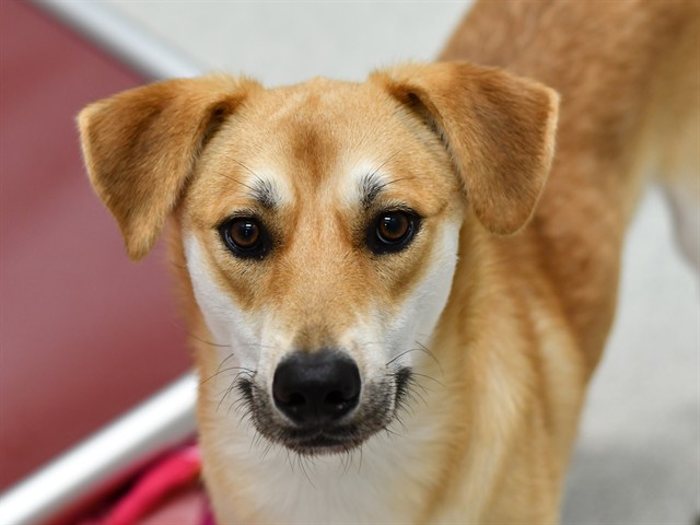 Dudley - Male - Labrador Retriever