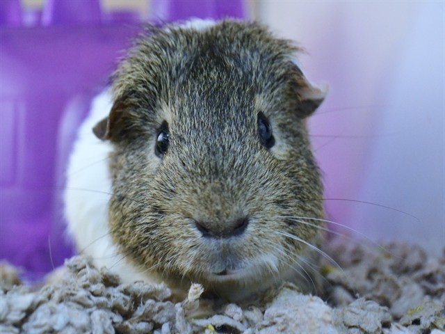 Candy - Male - Guinea Pig