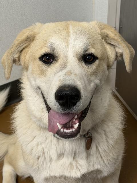 Bella - Female - Great Pyrenees