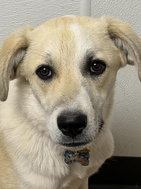 Milky - Female - Great Pyrenees