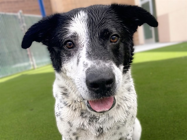 Eddy - Male - Australian Cattle Dog-Border Collie