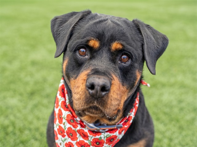 Penelope - Female - Rottweiler