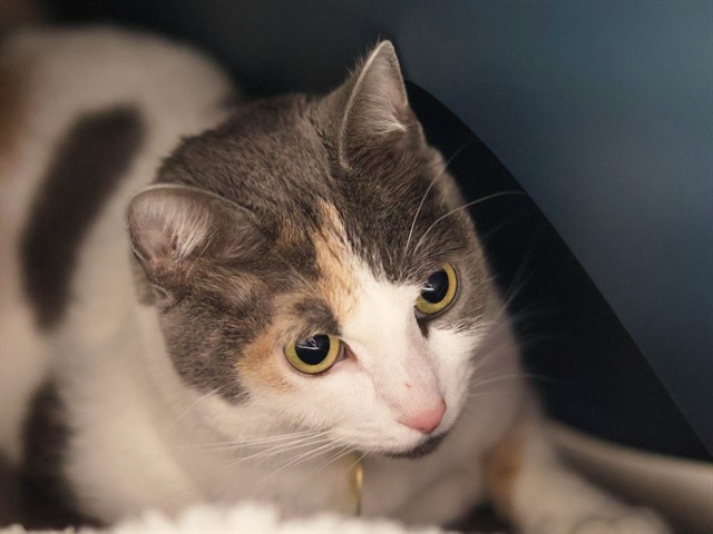 Suki - Female - Domestic SH