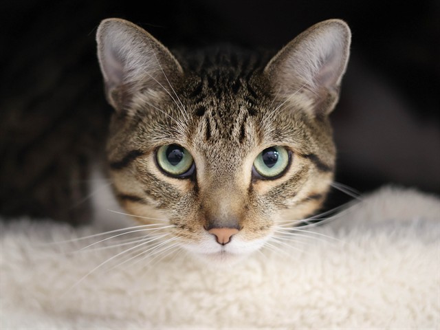 Artemis - Male - Domestic SH