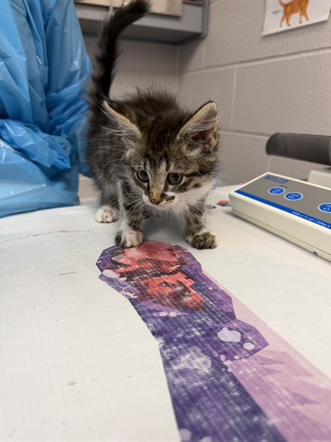 Zella - Female - Domestic LH