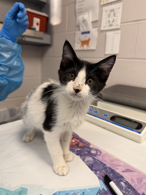 Galaway - Male - Domestic SH