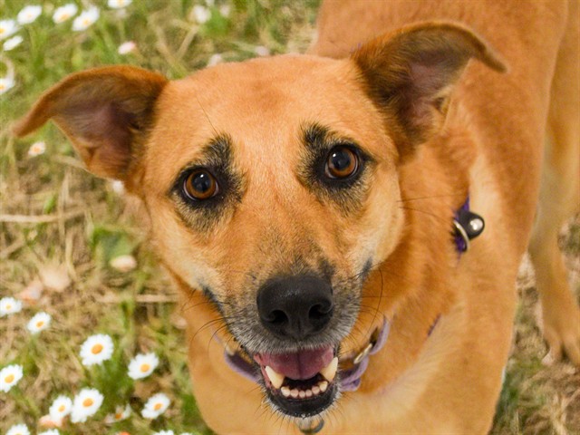 Delilah - Female - Nonspecific