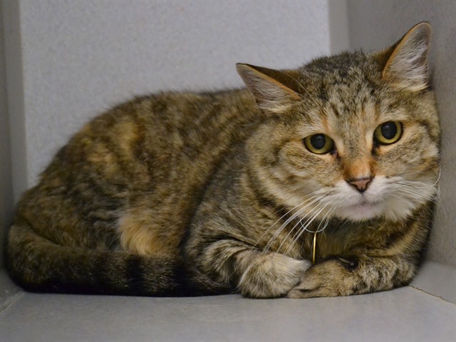 Mimi - Female - Domestic SH
